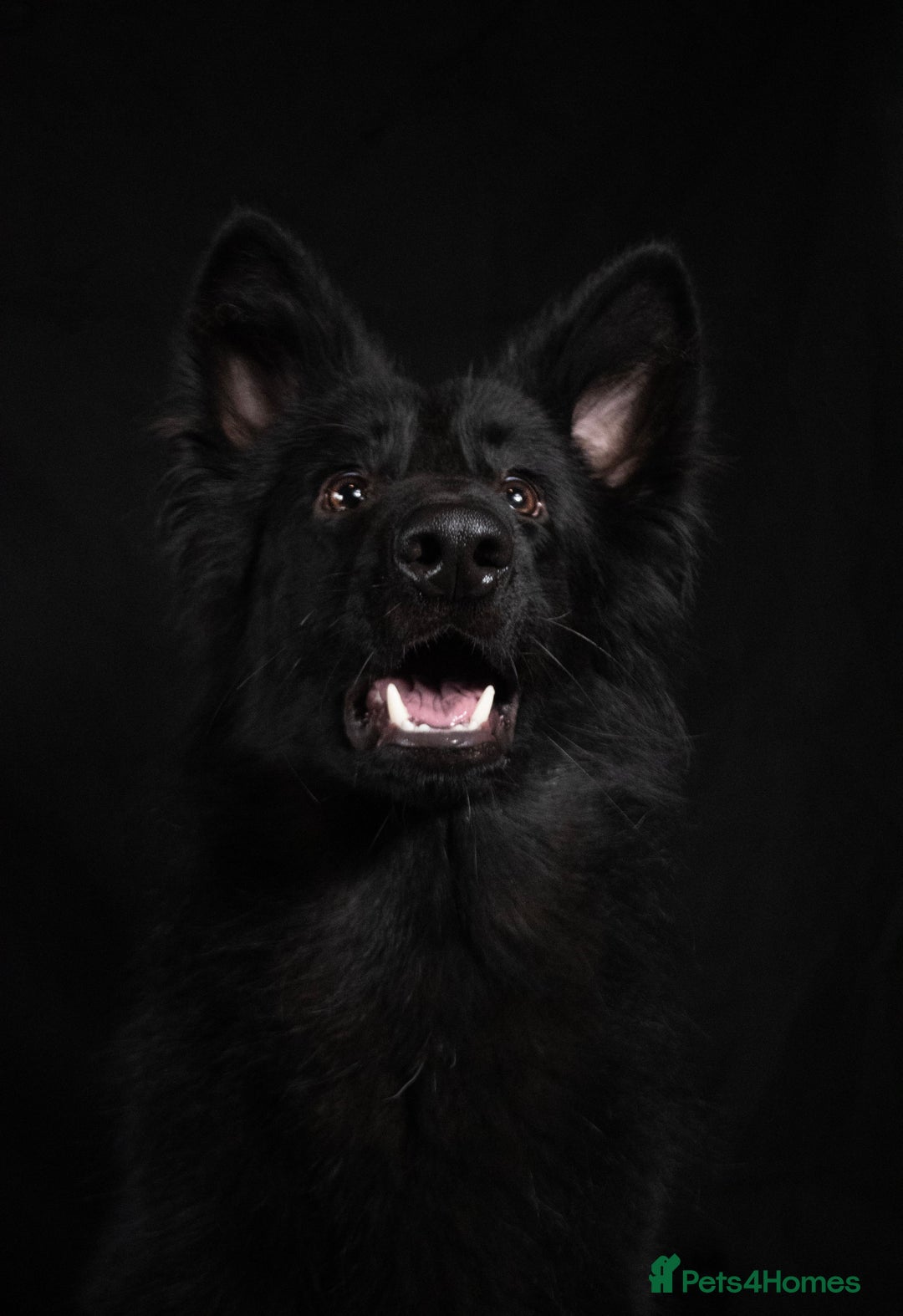 German Shepherd dogs for sale: Long coat black German shepherd  - Image 5
