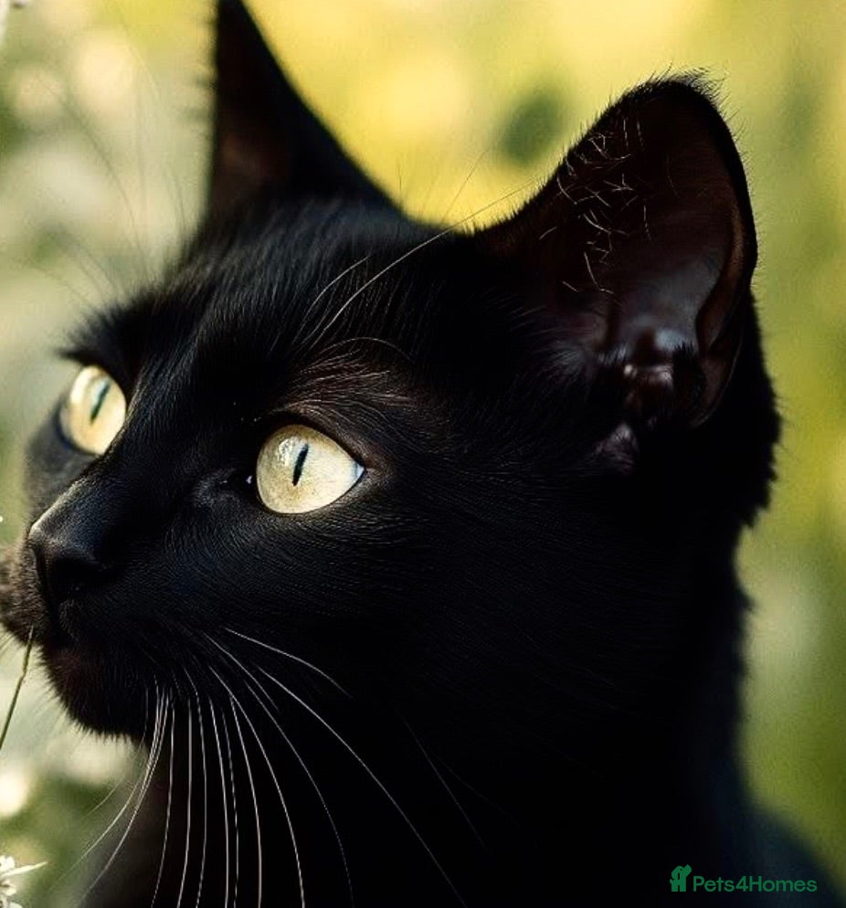 Mixed Breed cats For black cat lover 😜 - Advert 10