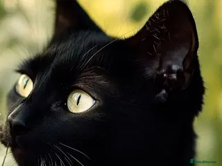 Mixed Breed cats For black cat lover 😜 - Advert 10
