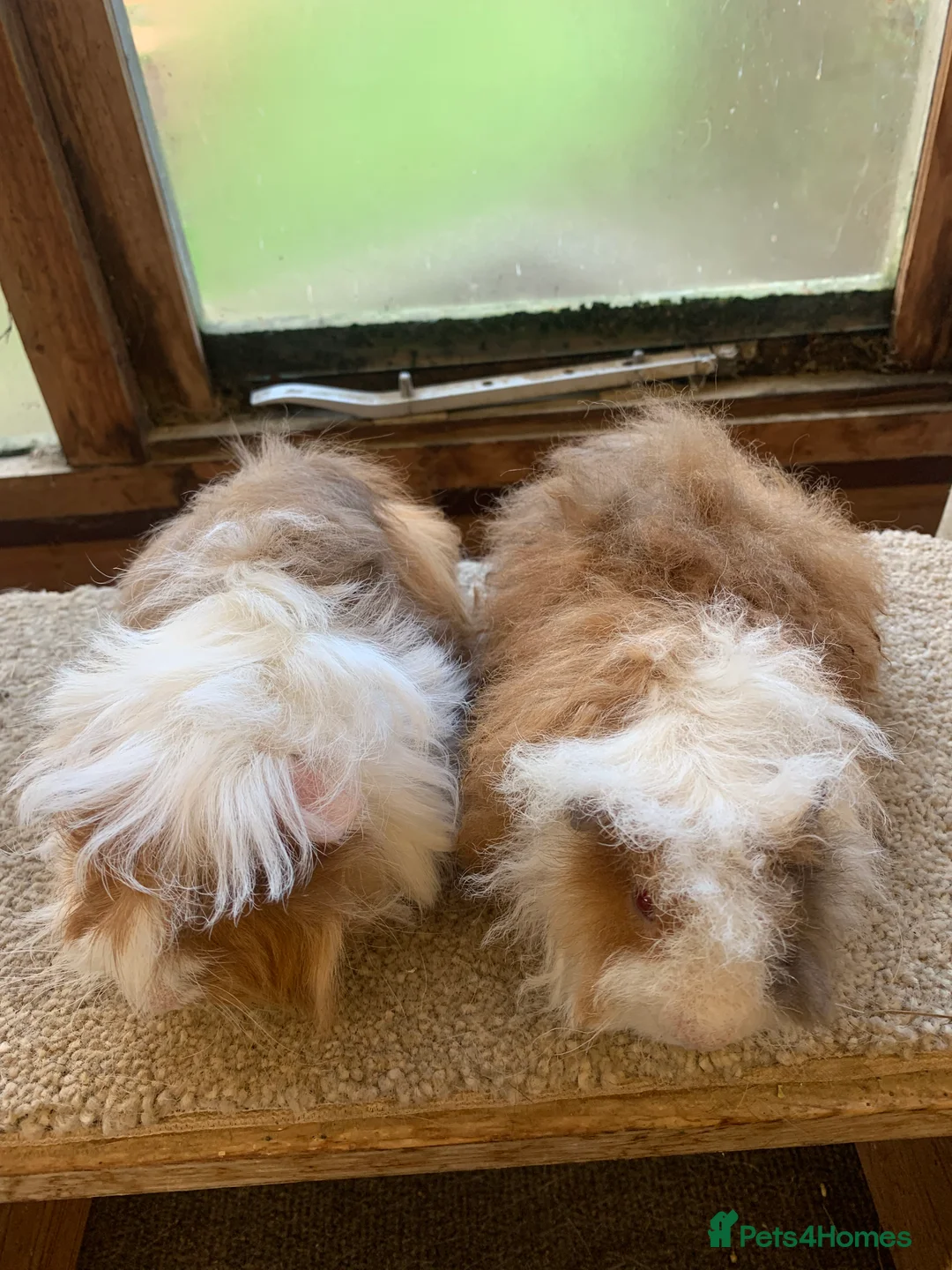 Guinea Pig rodents for sale: Baby Alpaca and Peruvian Guinea Pig Boars  - Advert 2