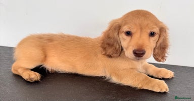 Miniature Dachshund dogs - Advert 7