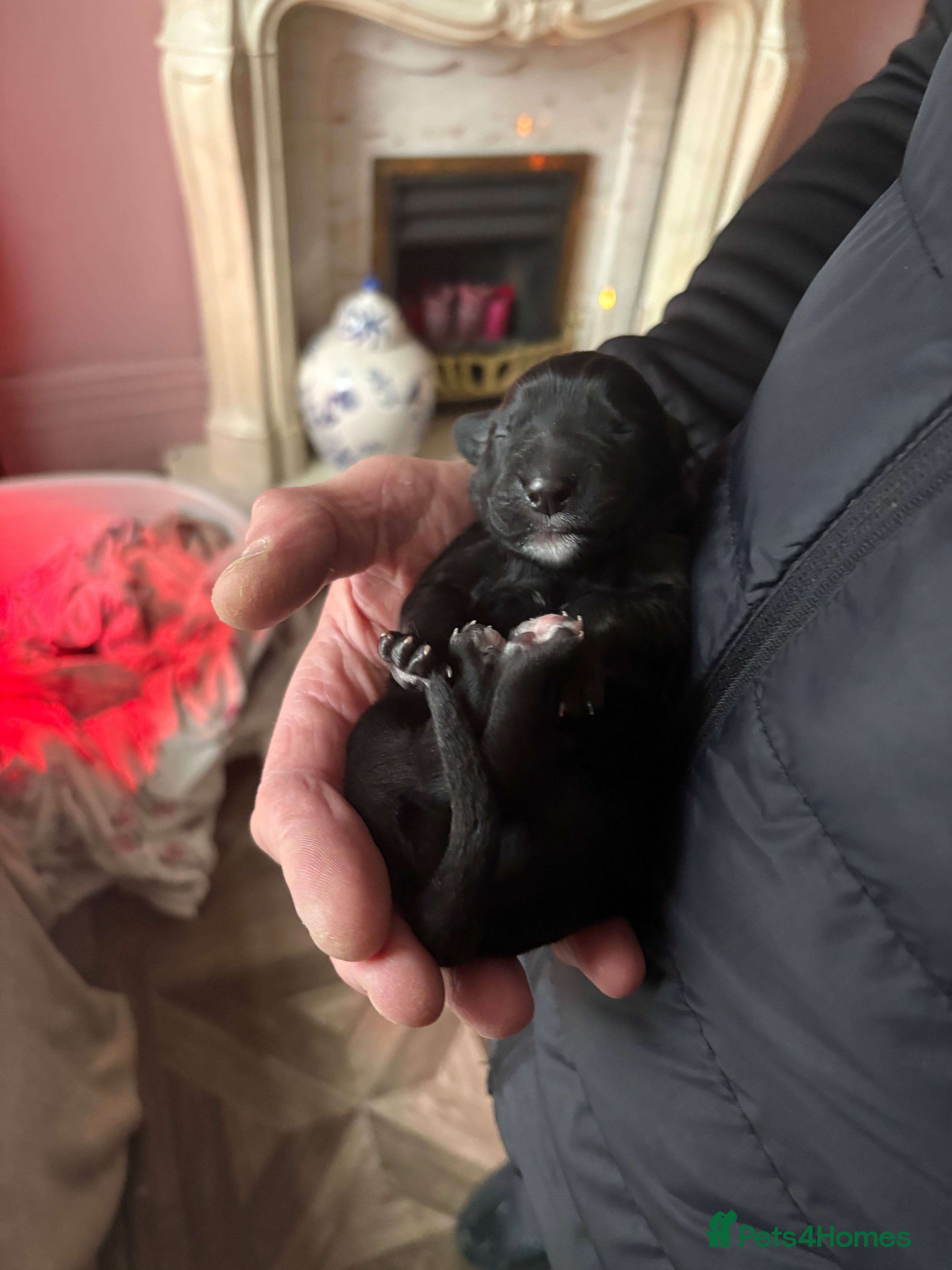 Sprollie dogs Sprollie puppies  - Advert 1