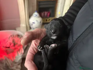 Sprollie dogs Sprollie puppies - Advert 1