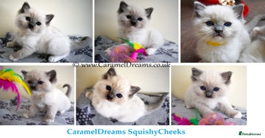 Ragdoll cats - Advert 3