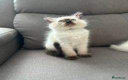 Ragdoll cats for sale: 😻 5 Beautiful Purebred Ragdoll Kittens 😻 - Image 25