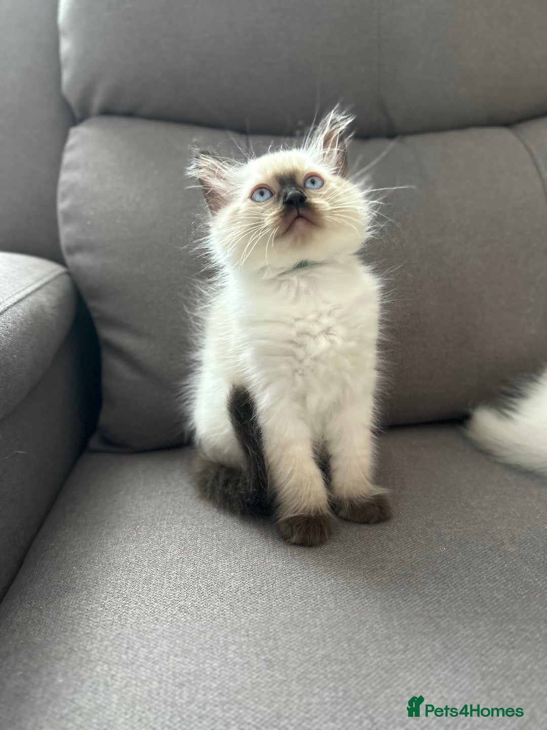 Ragdoll cats for sale: 😻 5 Beautiful Purebred Ragdoll Kittens 😻 - Image 25