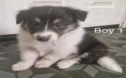Mixed Breed dogs for sale: Beautiful three quarter Rough collie puppies  - Image 6