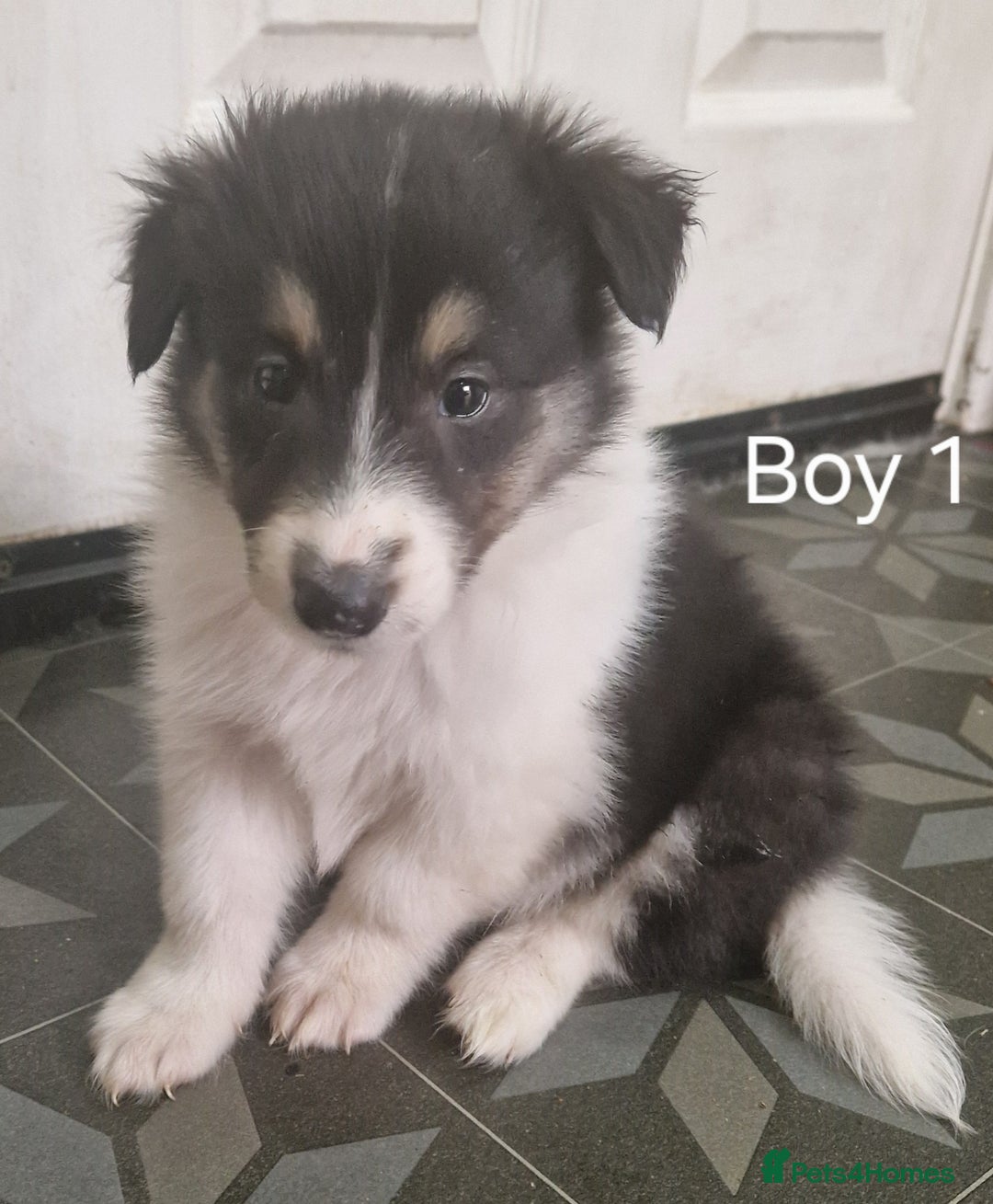 Mixed Breed dogs for sale: Beautiful three quarter Rough collie puppies  - Image 6