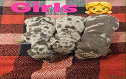 Miniature Dachshund dogs for sale: KC Mini Dachshund Dapple Girls & Boys and Tan Boy - Image 5