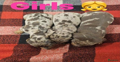 Miniature Dachshund dogs - Advert 5