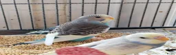 Budgerigars birds for sale: Beautiful baby budgies  - Advert 4