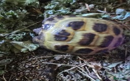 Tortoise reptiles for sale: Hes about 4 yrs old - Image 1