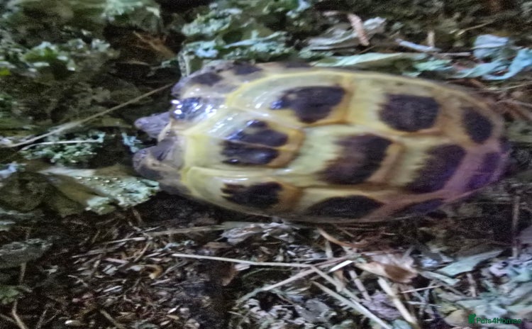 Tortoise reptiles - Advert 7