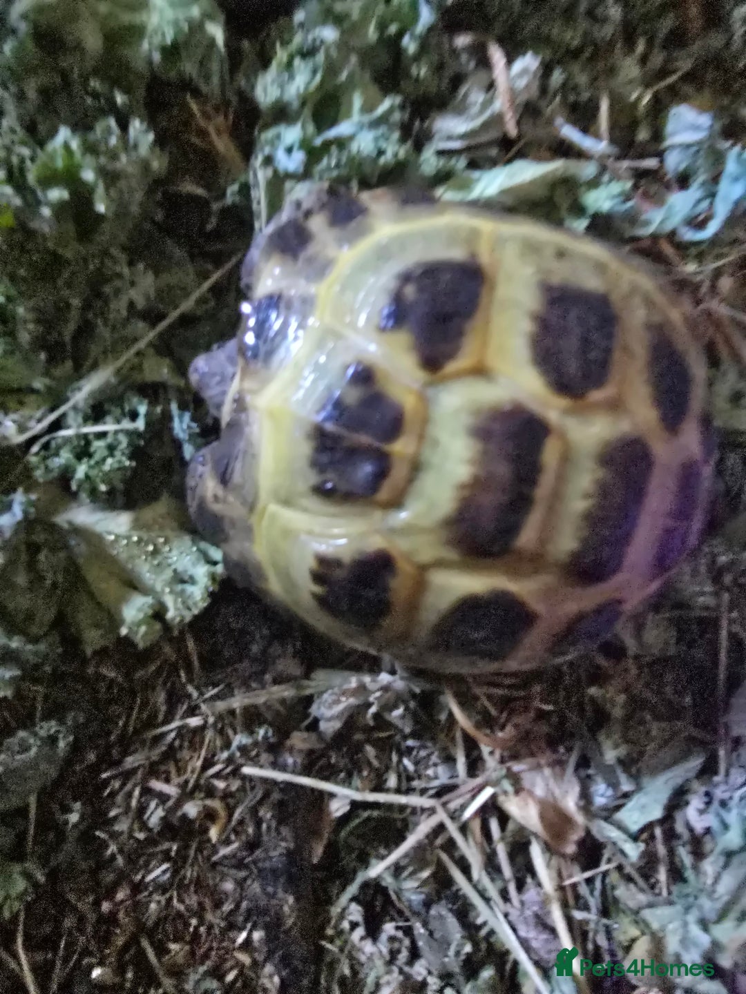 Tortoise reptiles for sale: Hes about 4 yrs old - Image 1
