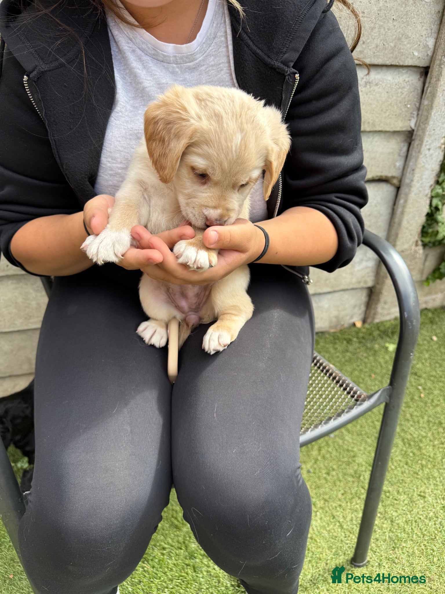 Cockerdor dogs 6 Cockerdor puppies left  - Advert 2
