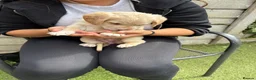 Cockerdor dogs for sale: 6 Cockerdor puppies left  in Camberley - Advert 2