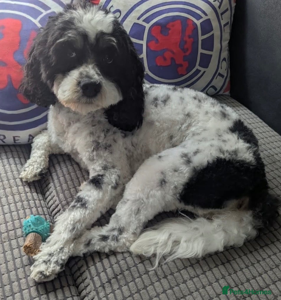 Cavapoo dogs for sale: Cavapoo pups - Advert 1