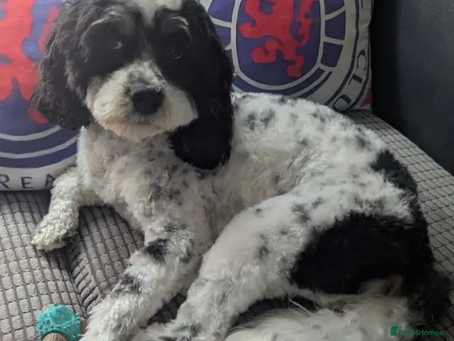 Cavapoo dogs for sale: Cavapoo pups - Advert 1
