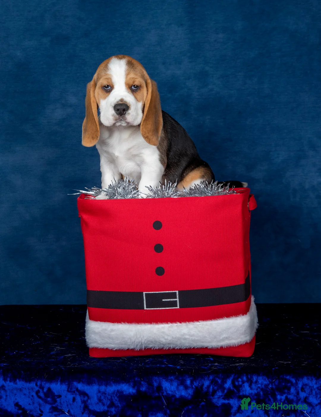 Beagle dogs for sale: CH Sired, Fully Health Tested, KC Reg, Beagle Pups - Advert 31