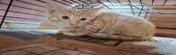 British Shorthair cats for sale: Kittens for sale in Llandudno Junction - Advert 6