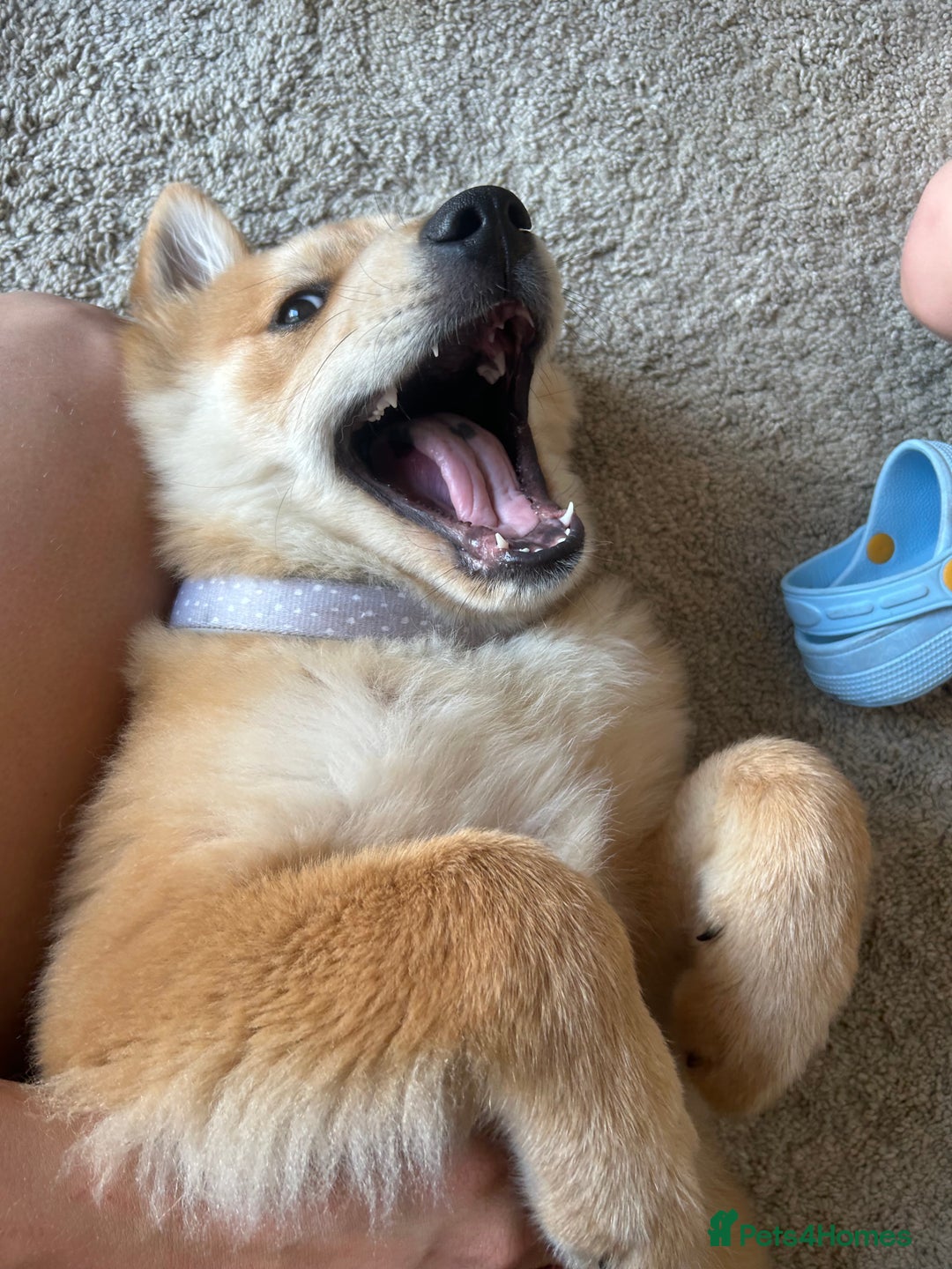 Mixed Breed dogs for sale: Chow X collie  - Image 2