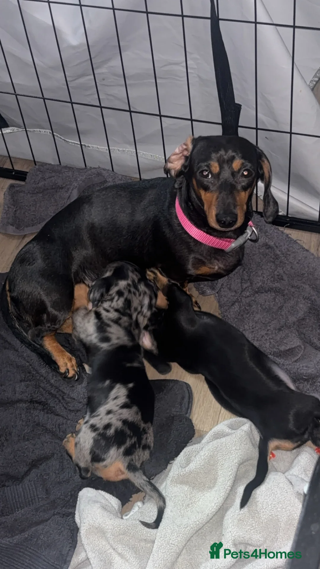 Miniature Dachshund dogs for sale: 2 female miniature dachshunds for sale🐾 - Advert 2