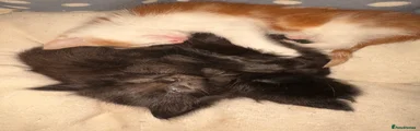 Black fluffy 2 
