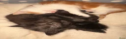 Mixed Breed cats for sale: 3 beautiful fluffy kittens looking for homes  - Advert 4
