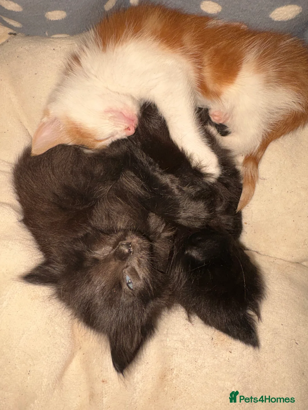 Mixed Breed cats for sale: 3 beautiful fluffy kittens looking for homes  - Advert 4