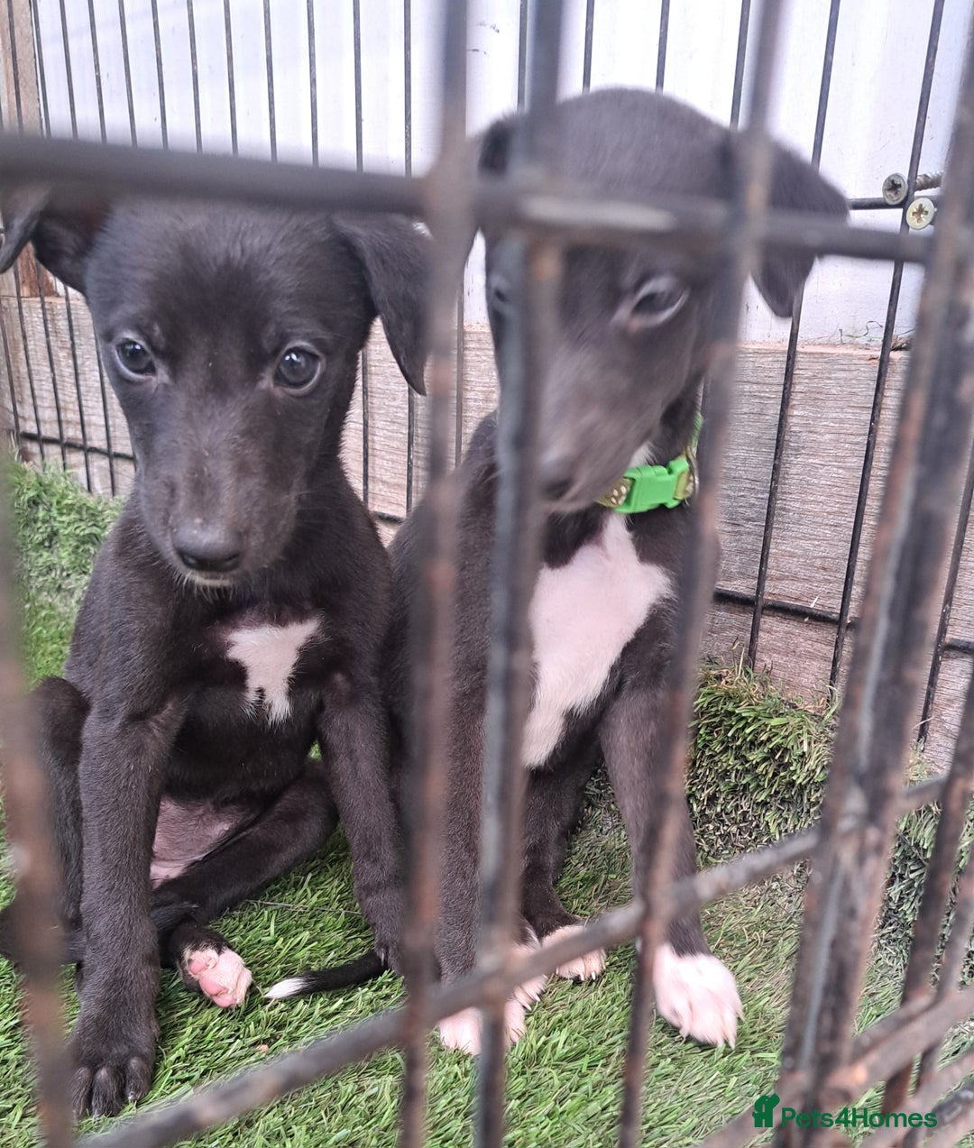 Greyhound dogs for sale: 💙READY TO GO💙 1 pup left - Irish Greyhound  - Image 30