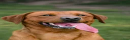 Labrador Retriever dogs for sale: Red Fox Labradors - Advert 4