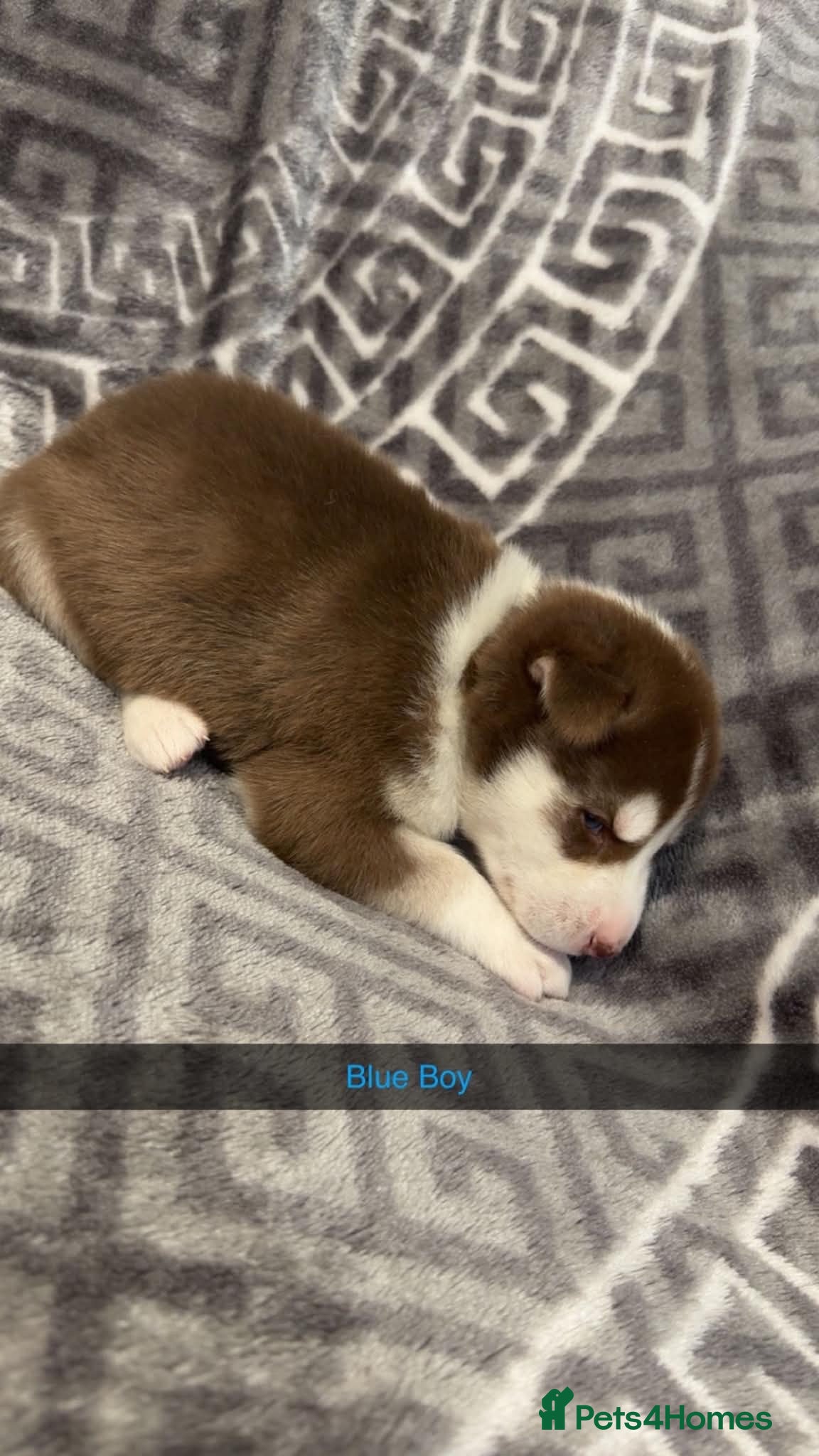 Siberian Husky dogs 4 beautiful husky puppy’s  - Advert 2
