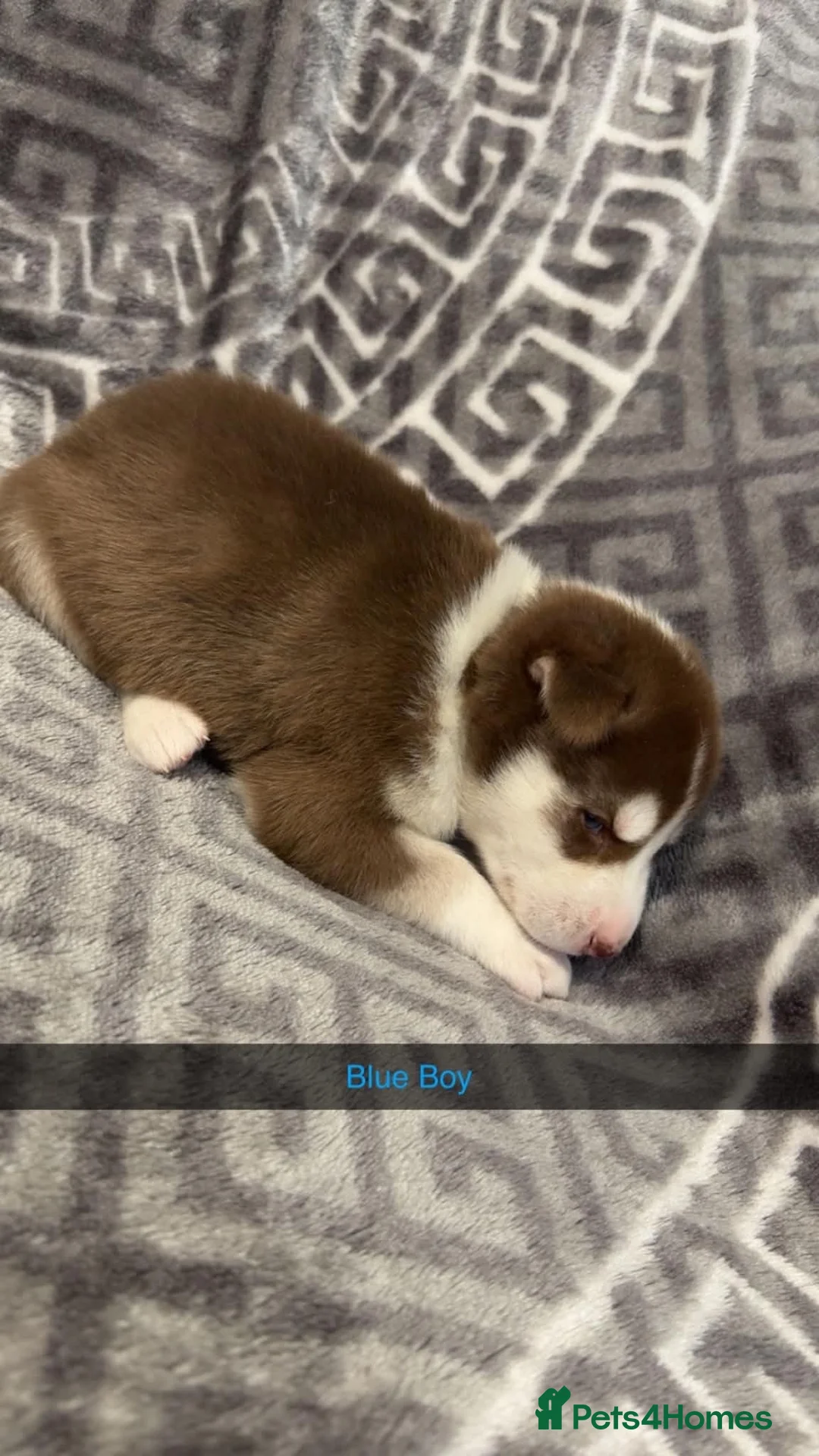 Siberian Husky dogs for sale: 4 beautiful husky puppy’s  in Seaham - Advert 2