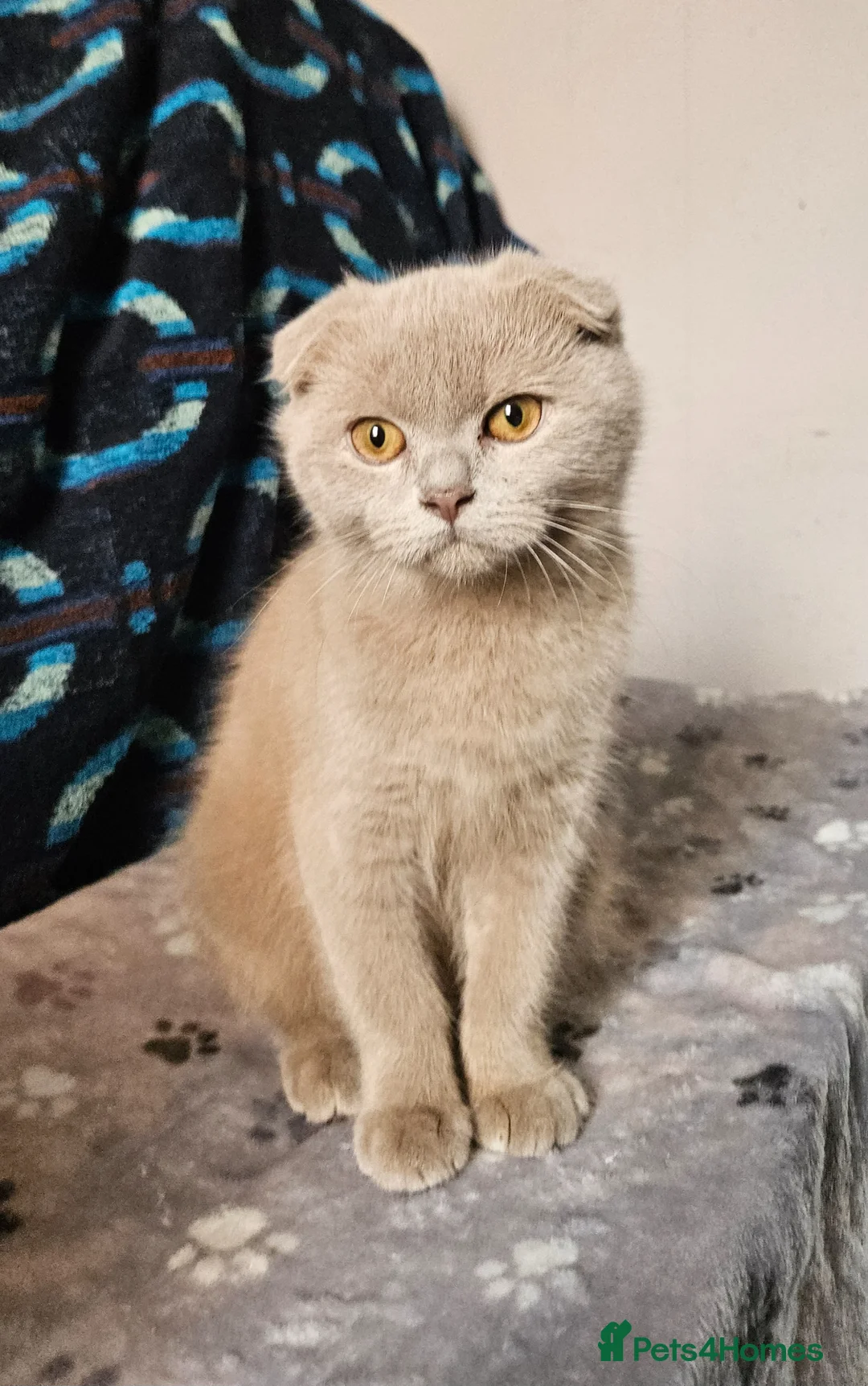 Scottish Fold cats for sale: Scottish fold lilac kitten  - Advert 5