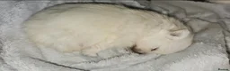 Pomeranian dogs for sale: Amazing cream boy - Advert 8