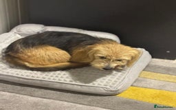 Yorkshire Terrier dogs for adoption: Sweet Daisy looking for LOVE  - Image 16