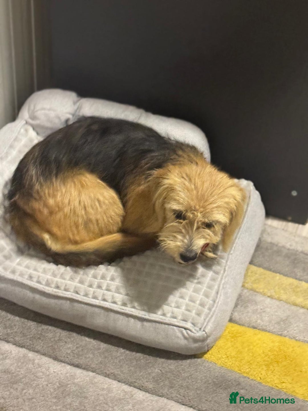 Yorkshire Terrier dogs for adoption: Sweet Daisy looking for LOVE  - Image 16