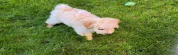 Cavapoo dogs for sale: Cavapoo Puppy for Rehoming - Advert 8