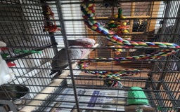 Cockatoo birds for sale: Baby Hand Reared Galah Cockatoo - Image 2