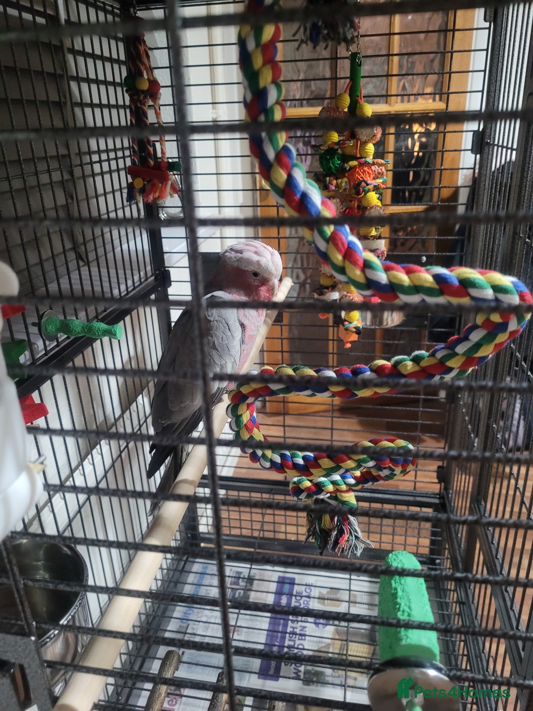 Cockatoo birds for sale: Baby Hand Reared Galah Cockatoo - Image 2