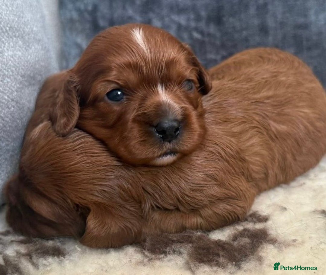 Cavalier King Charles Spaniel dogs for sale: K C registered Ruby Cavaliers - health tested  - Image 3