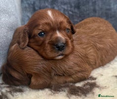 Cavalier King Charles Spaniel dogs - Advert 2