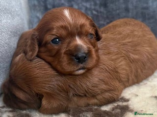 Cavalier King Charles Spaniel dogs - Advert 14