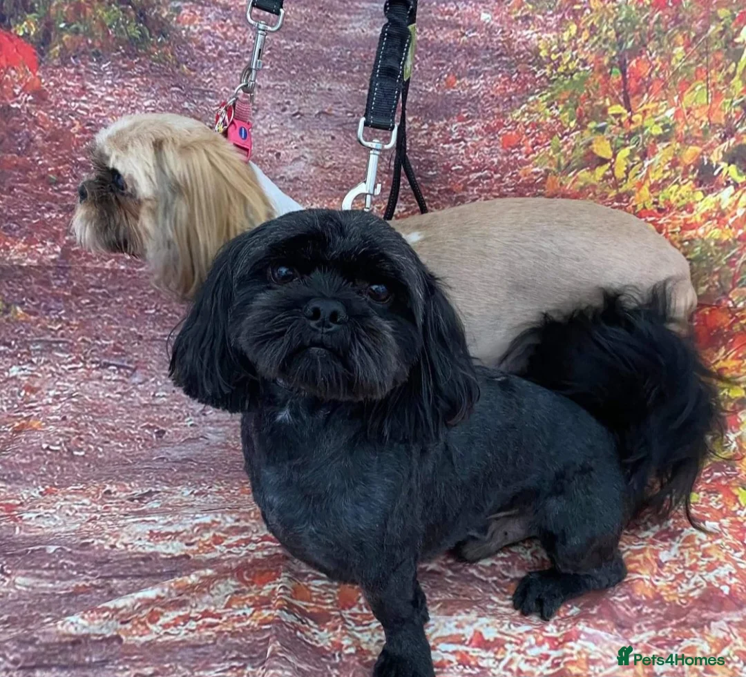 Shih Tzu dogs for stud: Imperial Shih Tzu Stud in Seaham - Advert 2