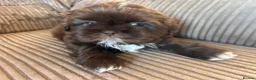 Shih Tzu dogs for sale: Beautiful Friendly imperial shih tzu boy - Advert 9