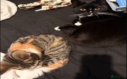 British Shorthair cats for sale: Daisy & Rory looking for their Forever homes - Image 4