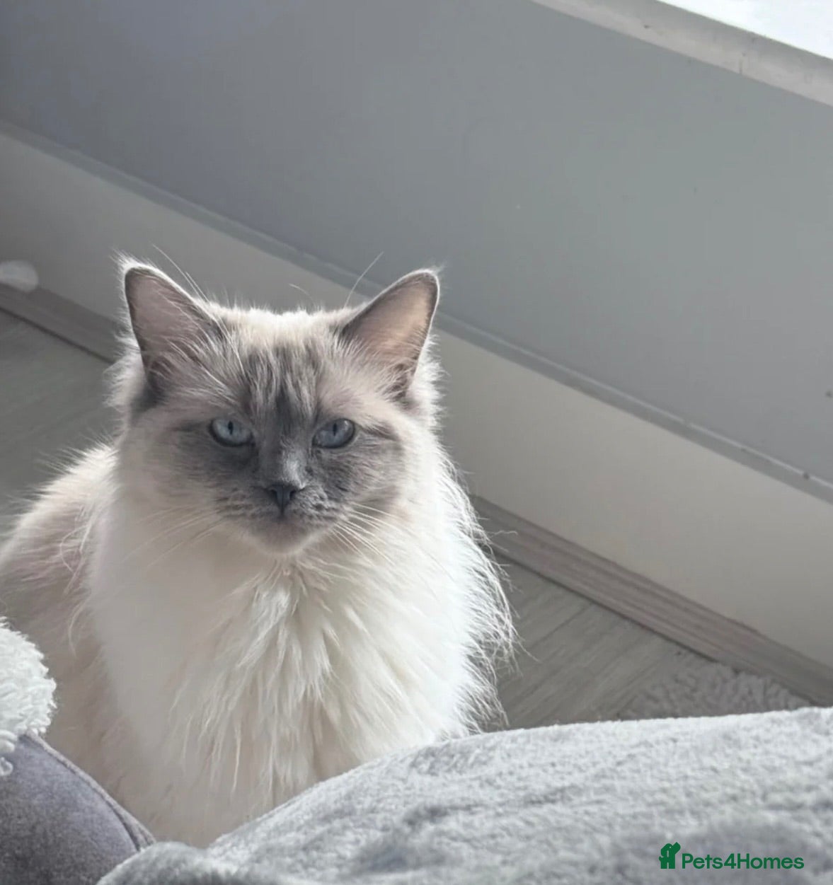 Ragdoll cats Active ragdoll female - Advert 4