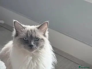 Ragdoll cats Active ragdoll female - Advert 4