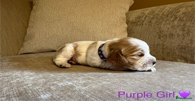 Cocker Spaniel dogs - Advert 7