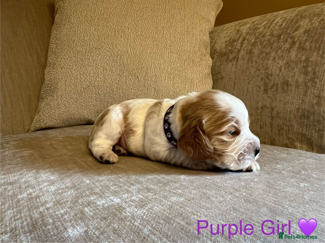 Cocker Spaniel dogs for sale: Show Cocker Spaniel Puppies For Sale - Image 6